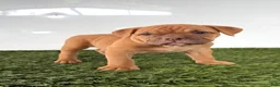 Olde English Bulldogge dogs for sale: Nancy - Ad 4