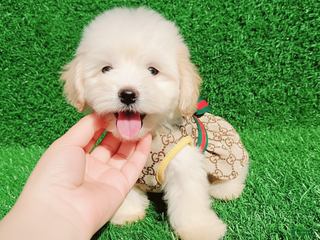 Maltipoo dogs - Ad 4