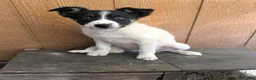 Border Collie dogs for sale: Border Collie 2 - Ad 4