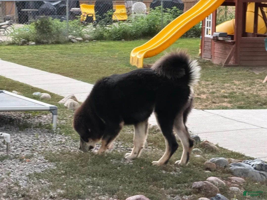 Tibetan Mastiff dogs for sale: Harlo - Ad 1