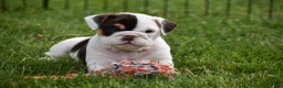 Beabull dogs for sale: Nova - Ad 5