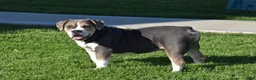 Beabull dogs for sale: Everret - Ad 4