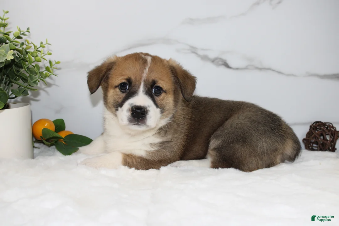 Welsh Corgi Pembroke dogs for sale: Ricky triple clear - Ad 1