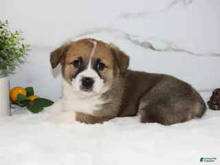 Welsh Corgi Pembroke dogs Ricky triple clear - Ad 27