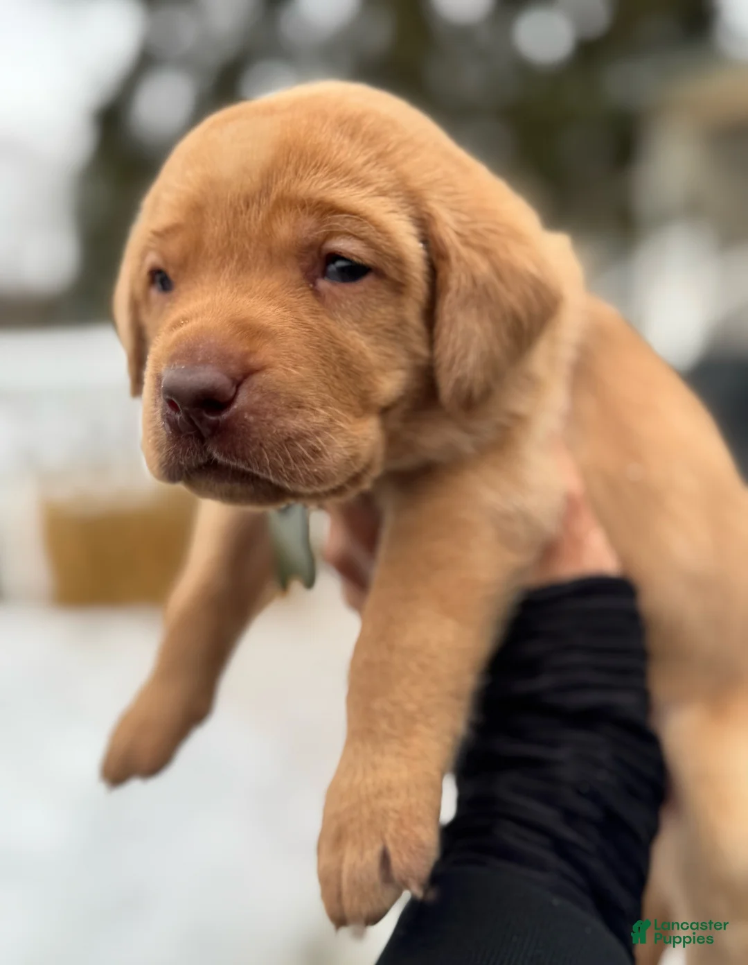 Lakeland Terrier dogs for sale: Labrador retriever - Ad 4