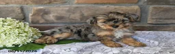 Yorkiepoo dogs for sale: Oscar - Ad 2