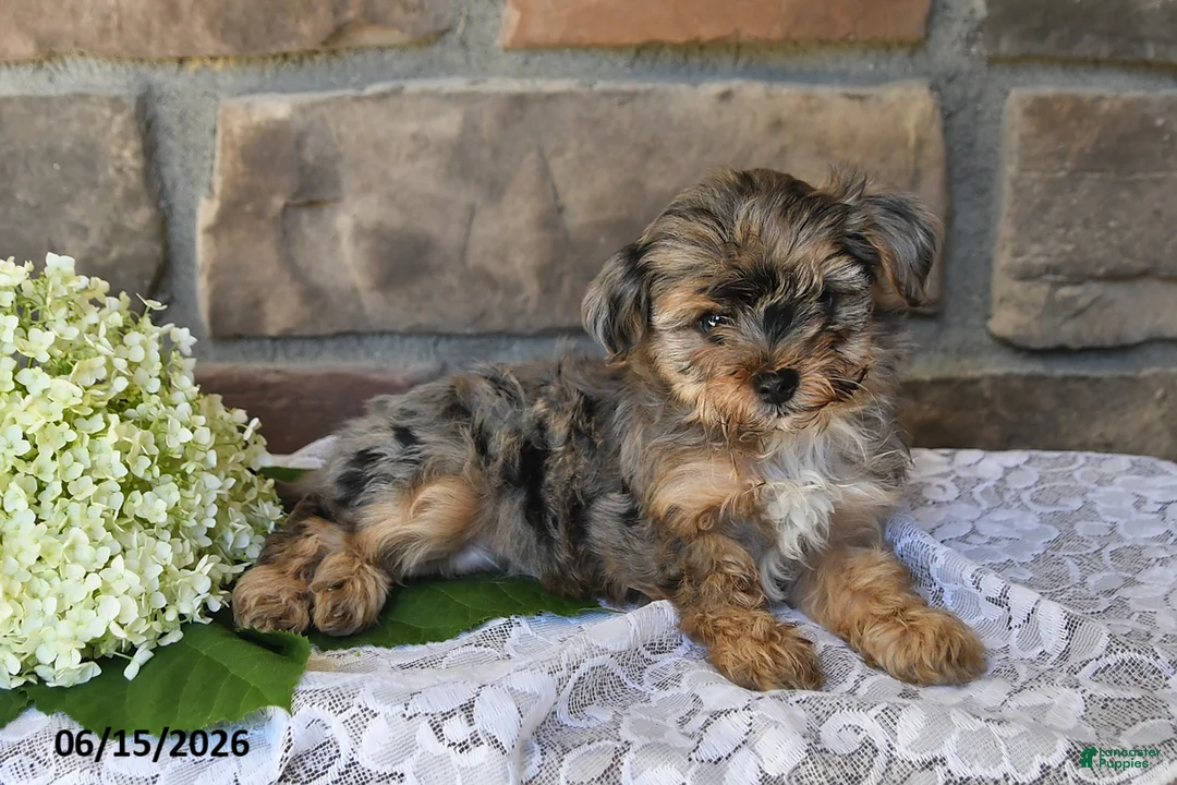 Yorkiepoo dogs for sale: Oscar - Ad 2