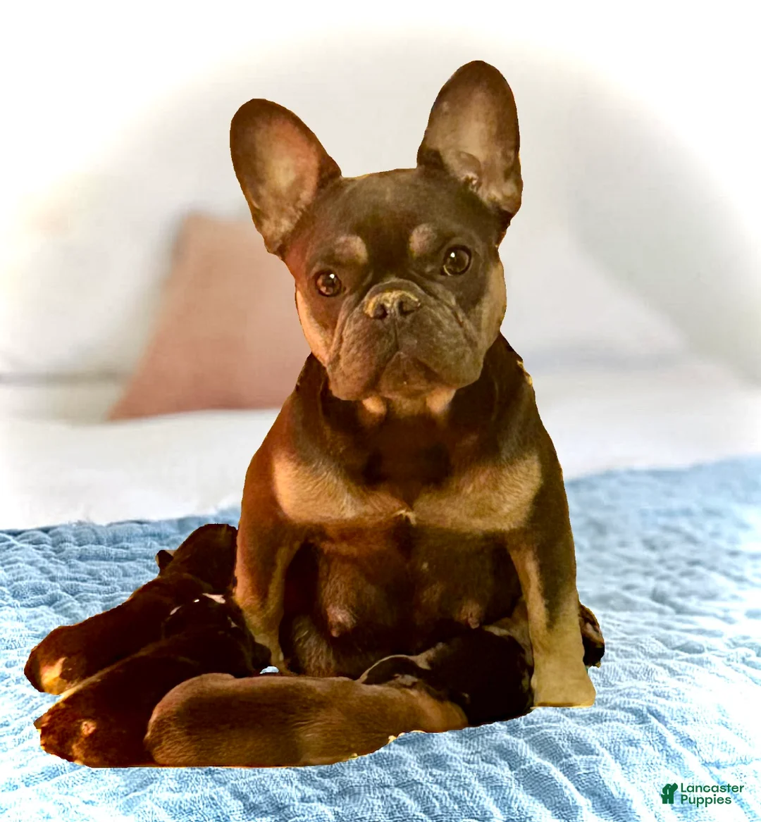 French Bulldog dogs for sale: French Bulldog Puppy 4 - Ad 2