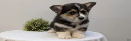 Welsh Corgi Pembroke dogs for sale: Nemo - Ad 6