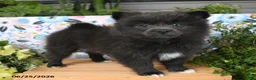 Pomeranian dogs for sale: Cheeky - Ad 1