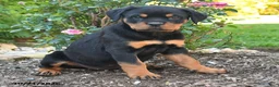 Rottweiler dogs for sale: Tessa - Ad 3