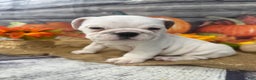 English Bulldog dogs for sale: Mayo - Ad 7
