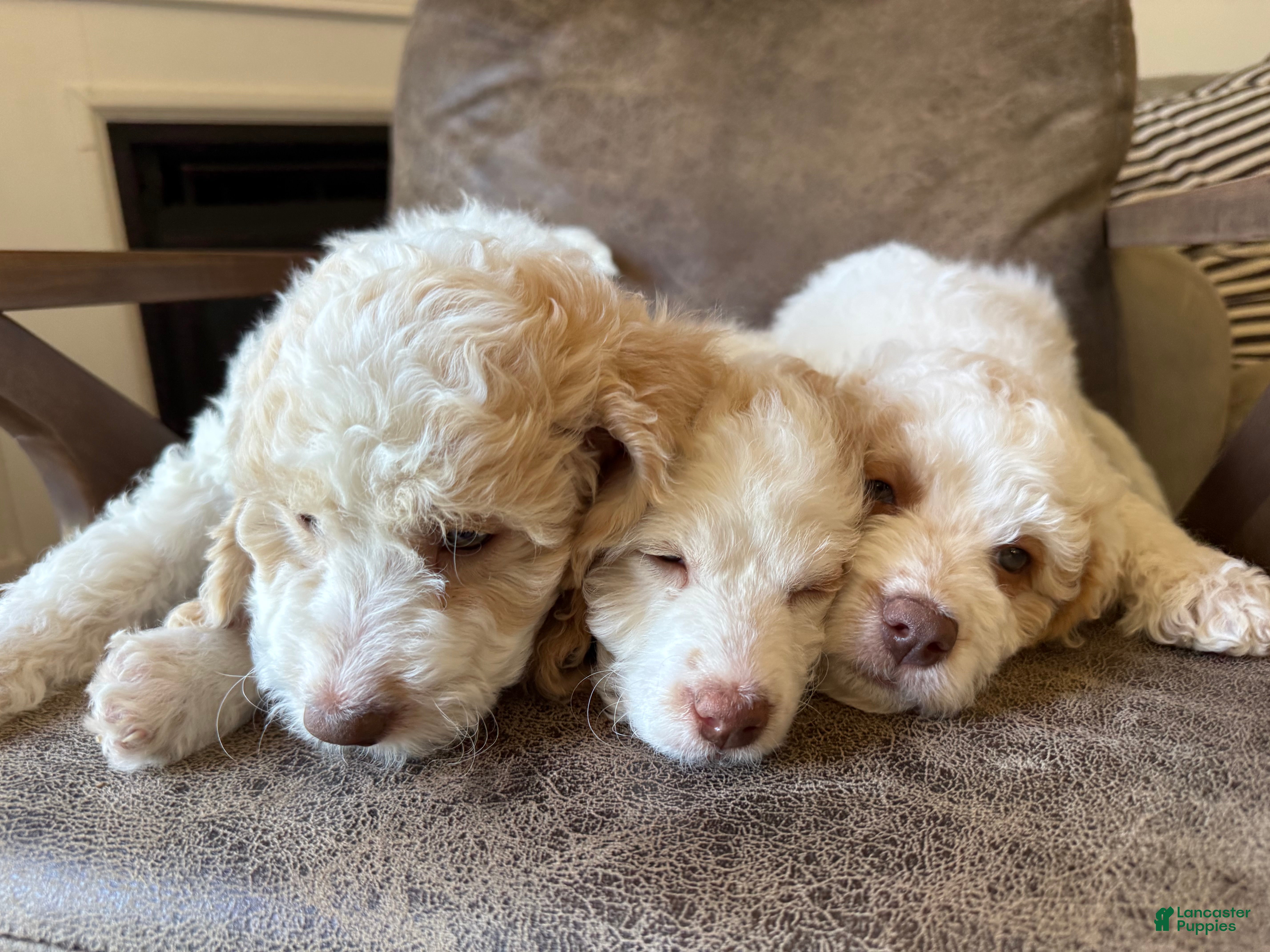 Mini Goldendoodle dogs Zeus - Ad 1
