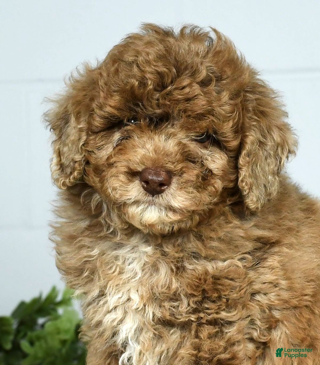 Miniature Poodle dogs for sale: Jasper - Ad 9