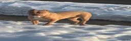American Bully dogs for sale: American Bully 2 - Ad 3