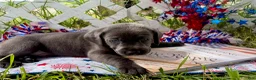 Labrador Retriever dogs for sale: Knox - Ad 7