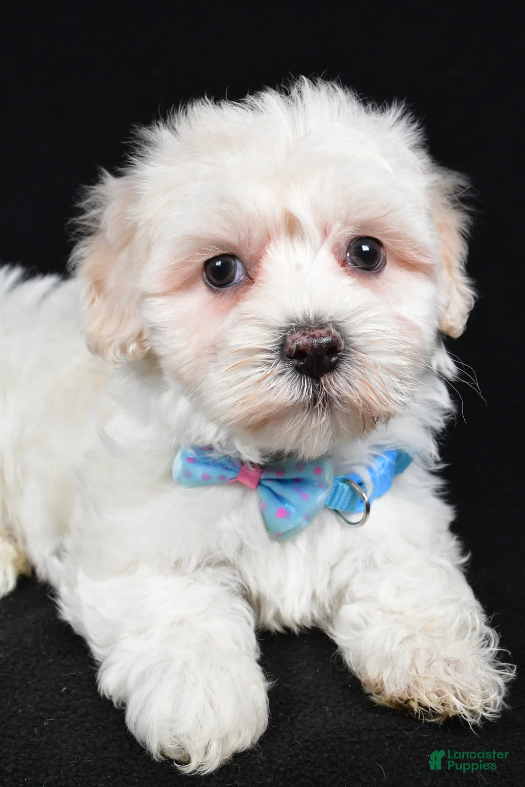 Maltipoo dogs for sale: Hank - Ad 3