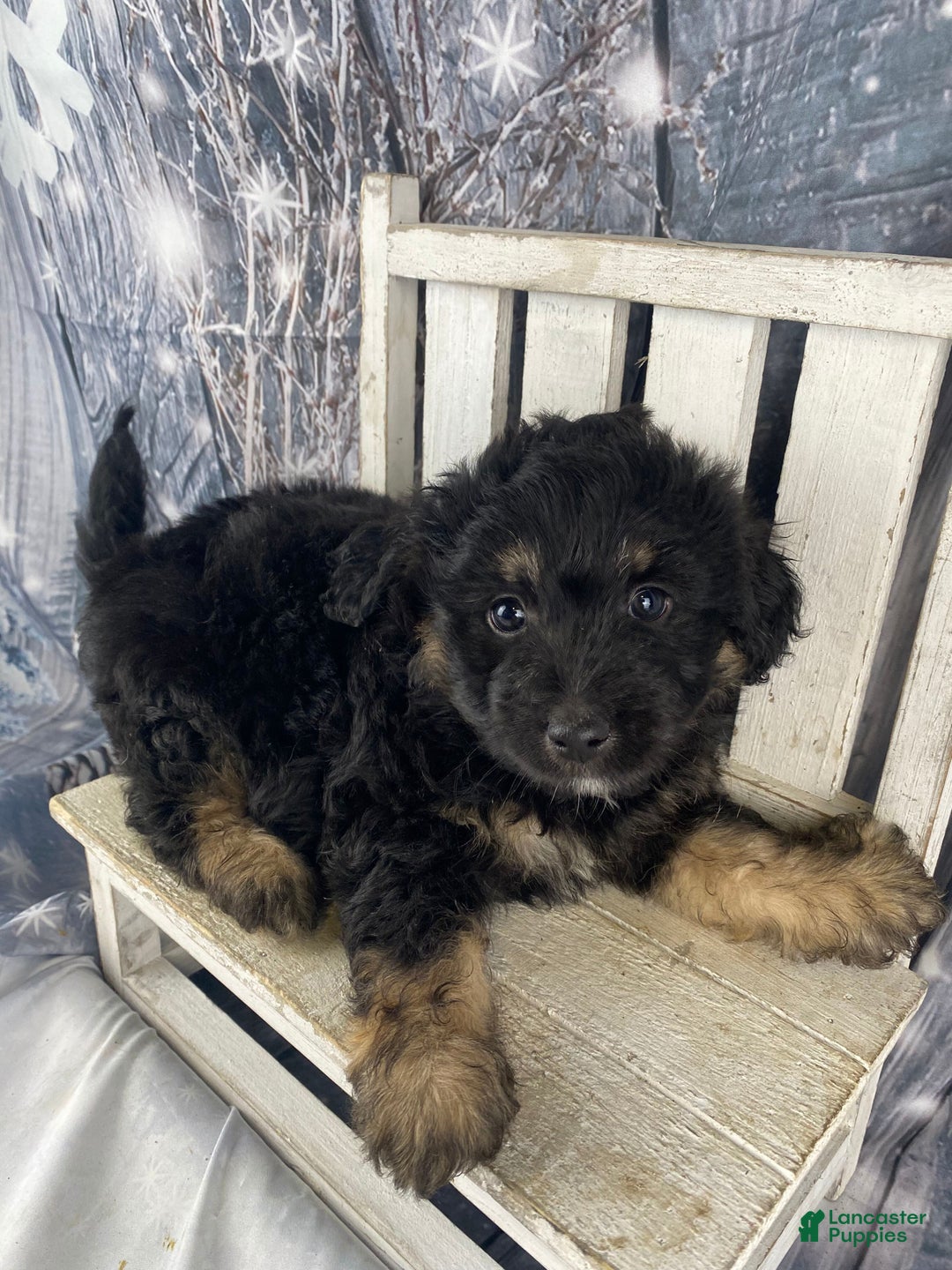 Mini Aussiedoodle dogs for sale: Isaiah - Ad 3
