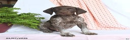 German Shorthaired Pointer dogs for sale: Ace - Ad 3