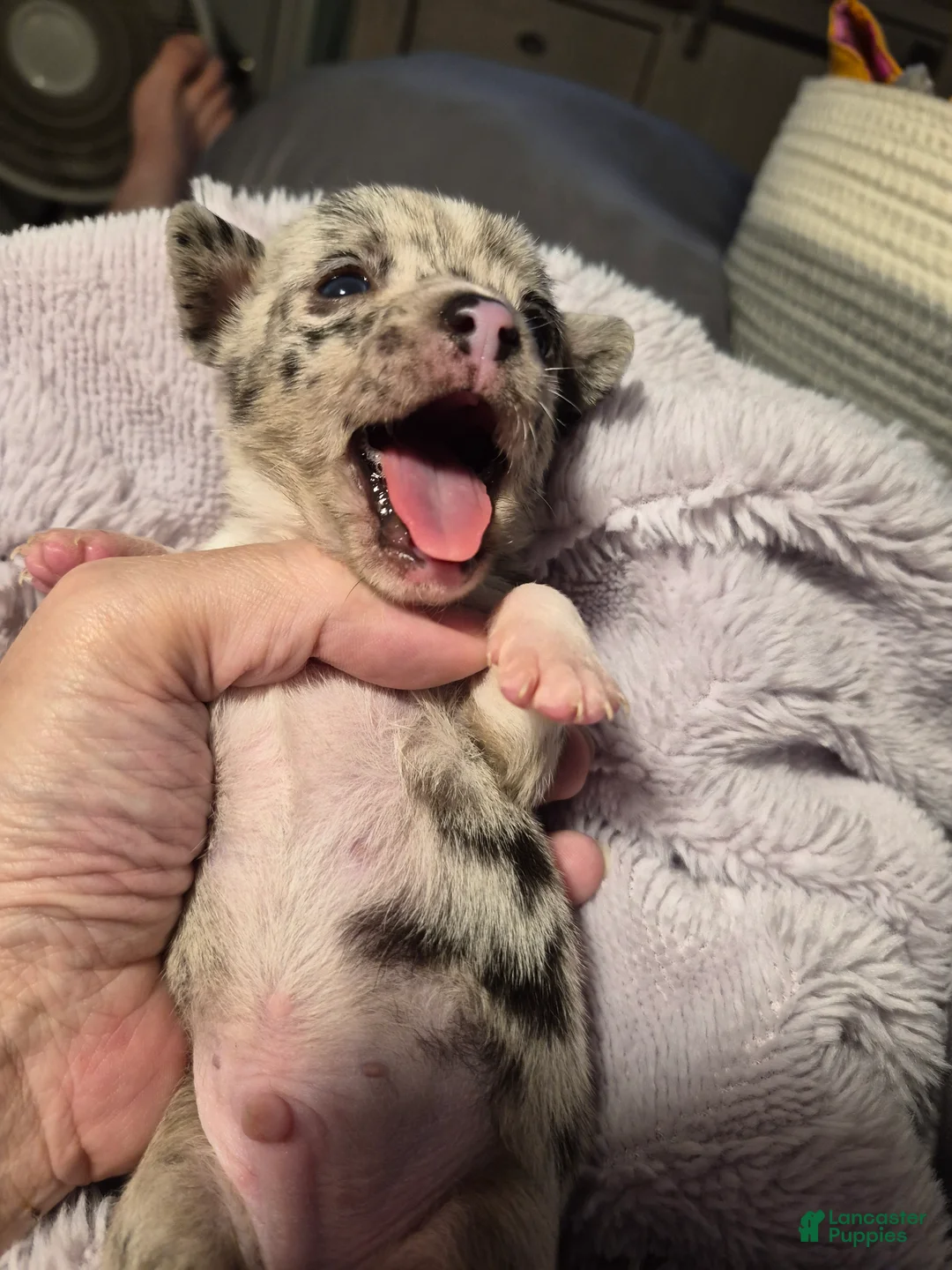 Chihuahua dogs for sale: Chihuahua 1 - Ad 2
