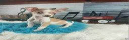 Chihuahua dogs for sale: Male teacup chihuahua.  Hand Delivery  - Ad 8