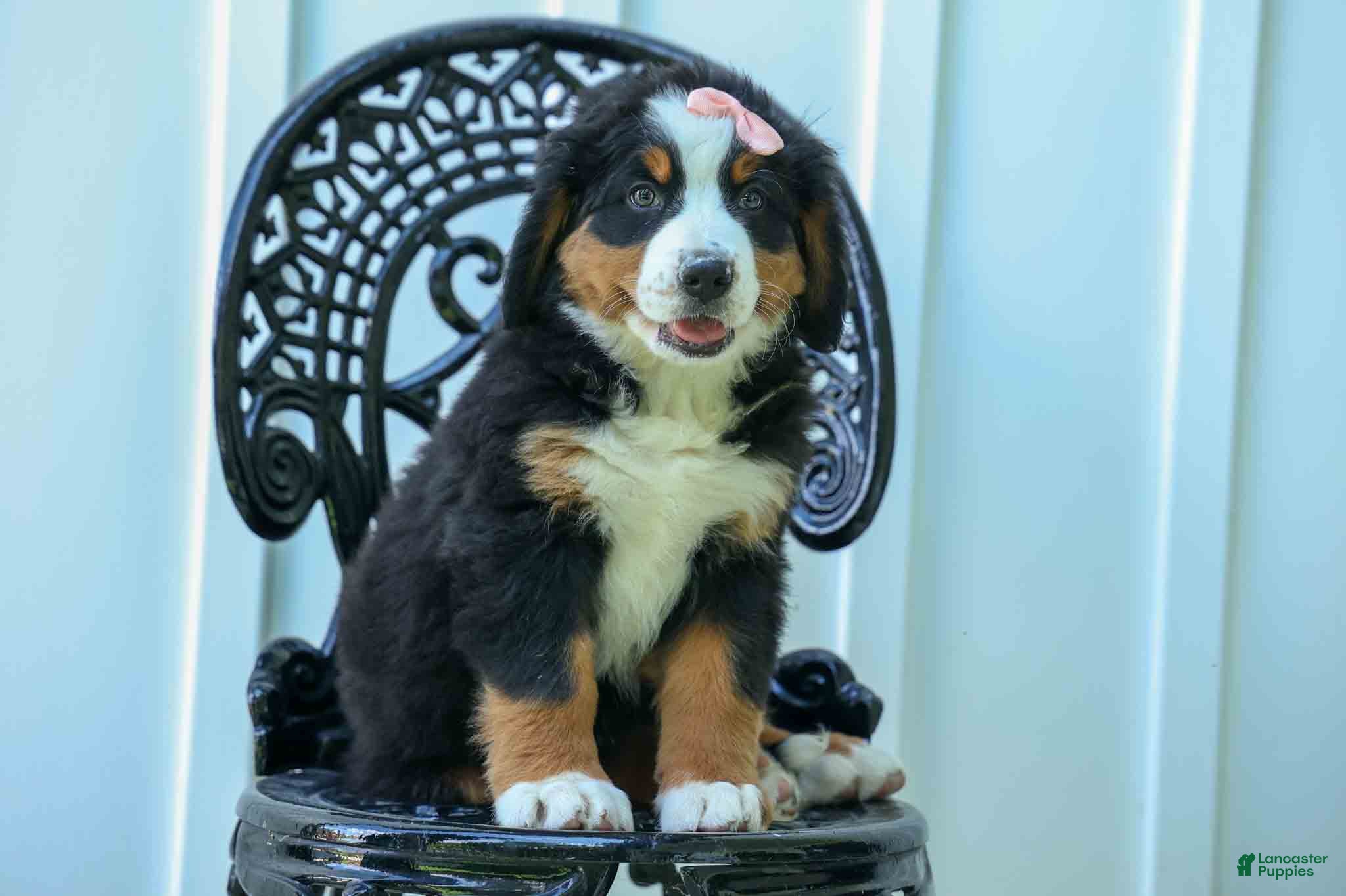 Bernese Mountain Dog dogs SADIE - Ad 1