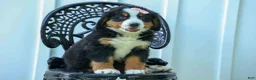 Bernese Mountain Dog dogs for sale: SADIE - Ad 1