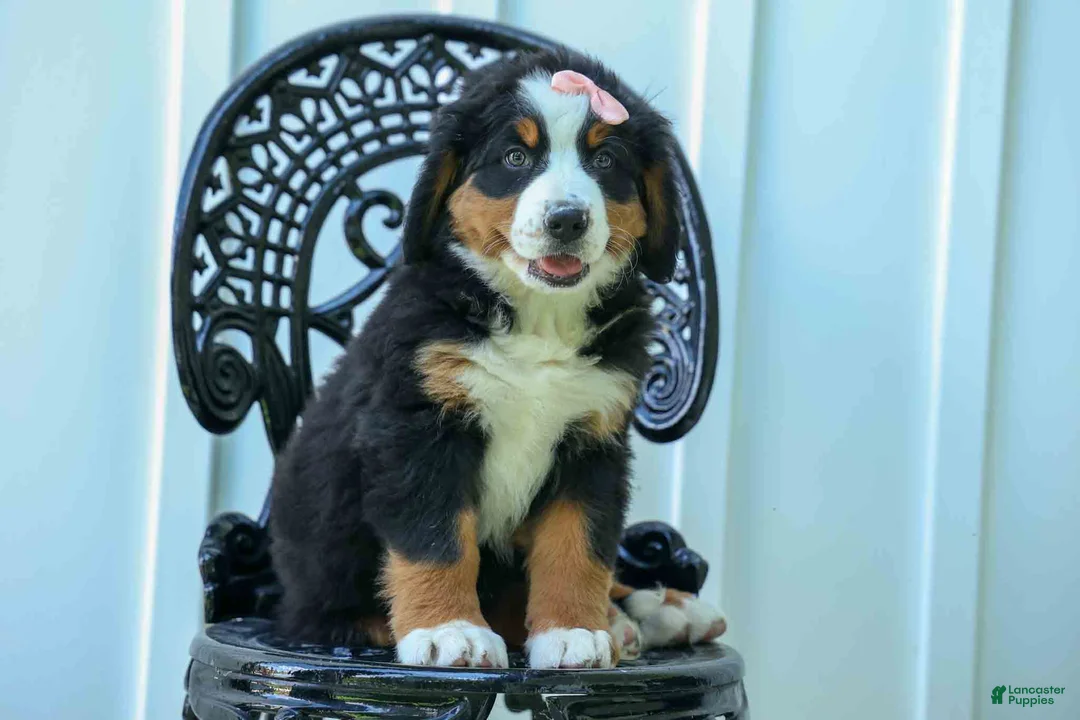 Bernese Mountain Dog dogs for sale: SADIE - Ad 1