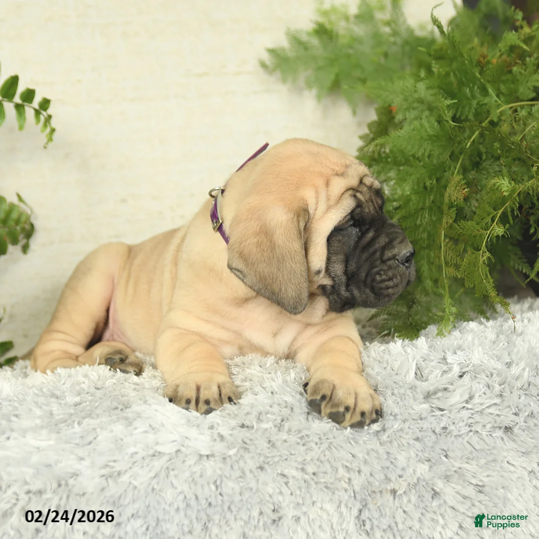 English Mastiff dogs for sale: Ashley - Ad 3