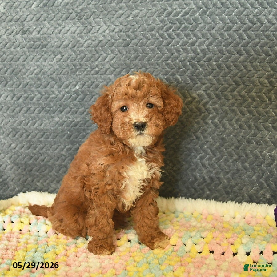 Mini Goldendoodle dogs for sale: Daisy  - Ad 1