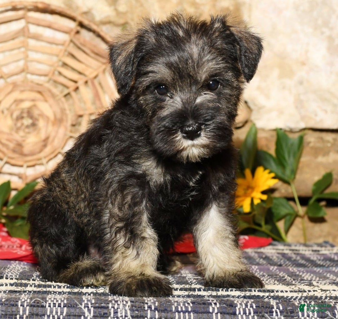 Mini Schnauzer Merle Dachshund Terrier Mix Terrier Miniature