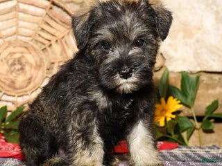 Miniature Schnauzer dogs - Ad 25