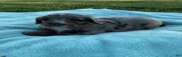 Mini Bernedoodle dogs for sale: Jaxon - Ad 4