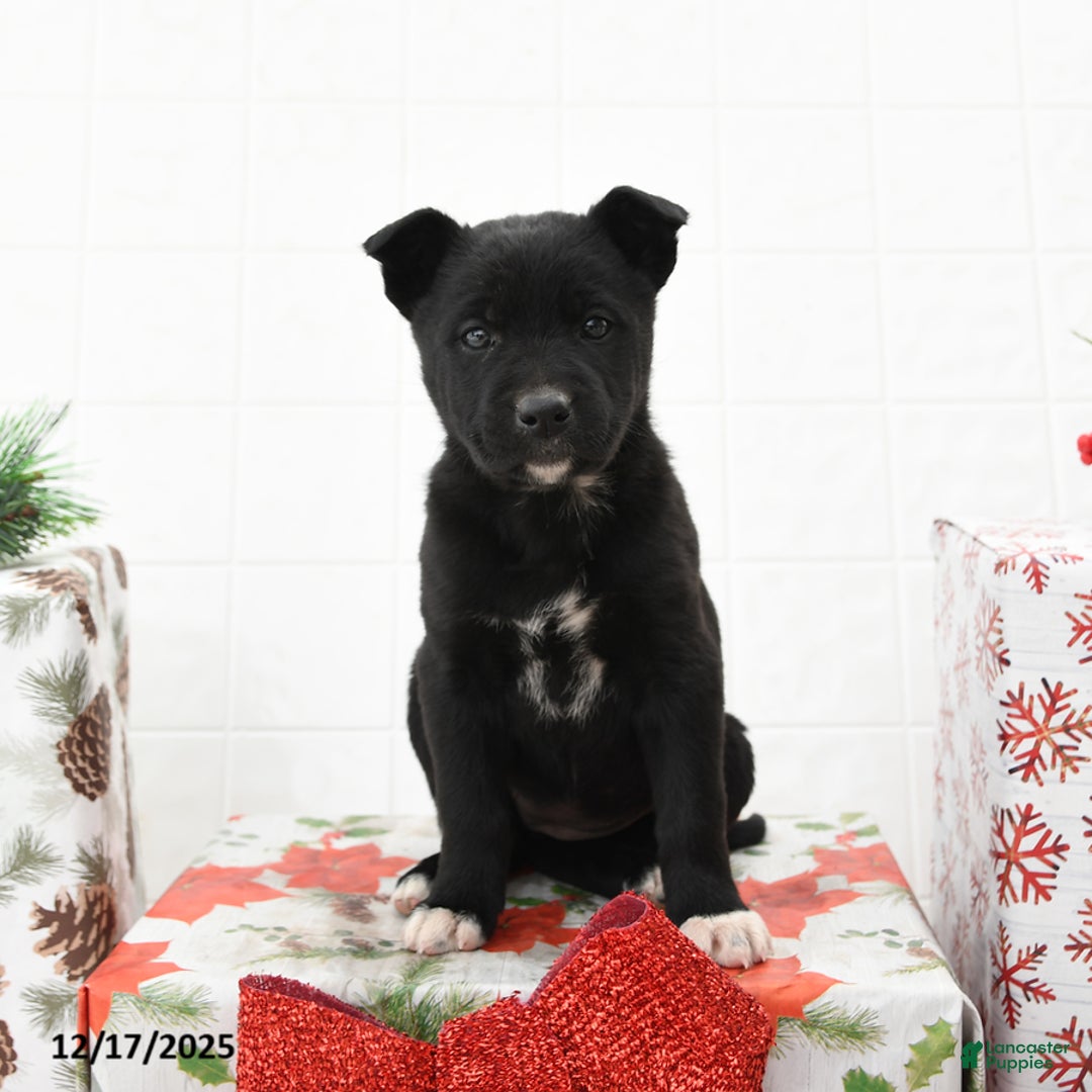 Mixed Breed dogs for sale: Gloria - Ad 3