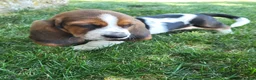 Basset Hound dogs for sale: Miss Molly - Ad 5
