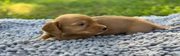 Miniature Dachshund dogs for sale: Dark cream  - Ad 23