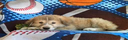 Mixed Breed dogs for sale: Mitchell - Ad 5