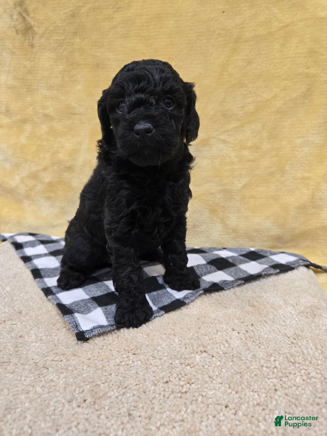 Mini Goldendoodle dogs for sale: Paisley  - Ad 2