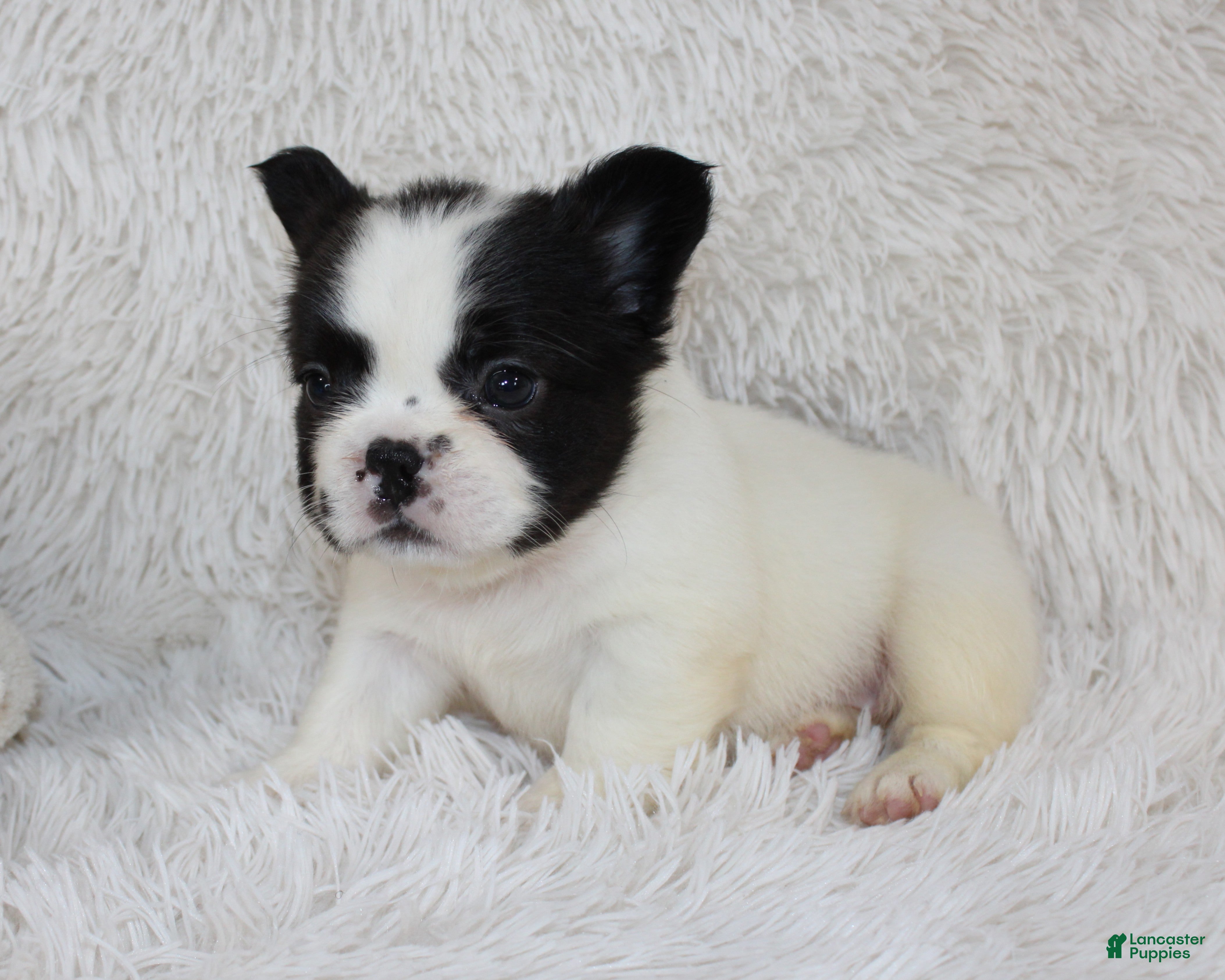 French Bulldog dogs Fluffy Lucy - Ad 2
