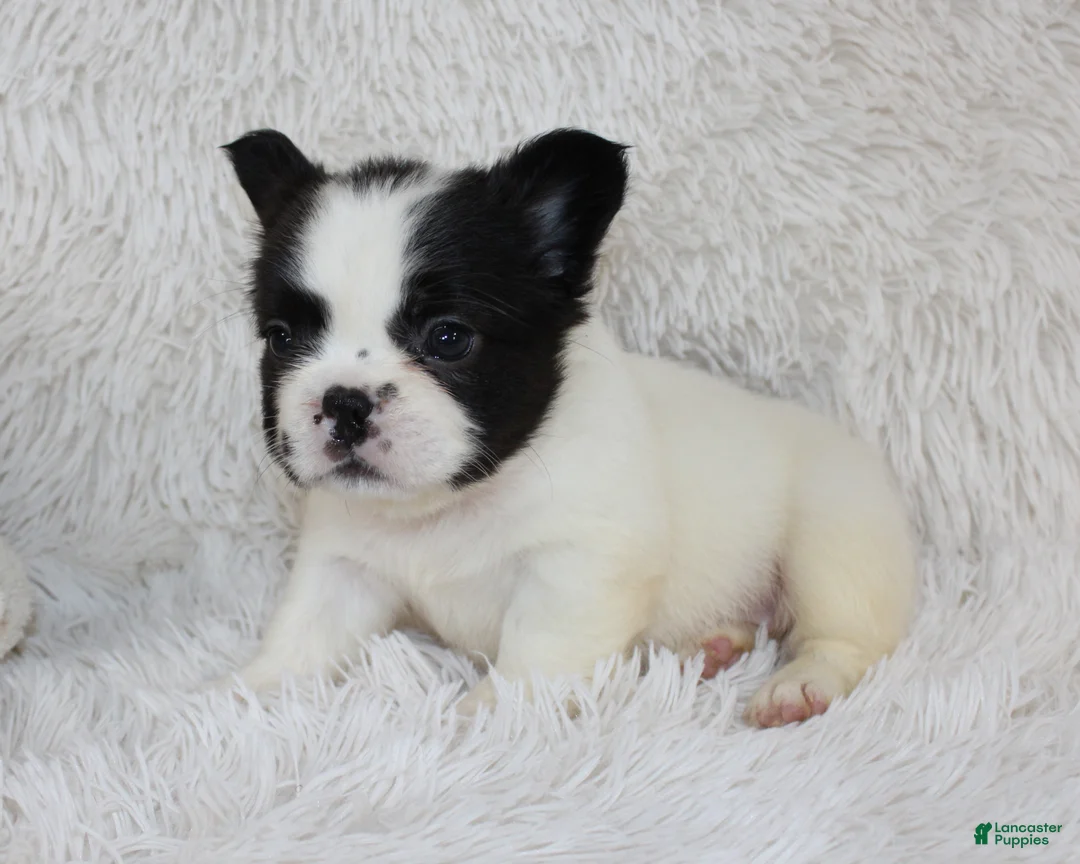French Bulldog dogs for sale: Fluffy Lucy - Ad 2