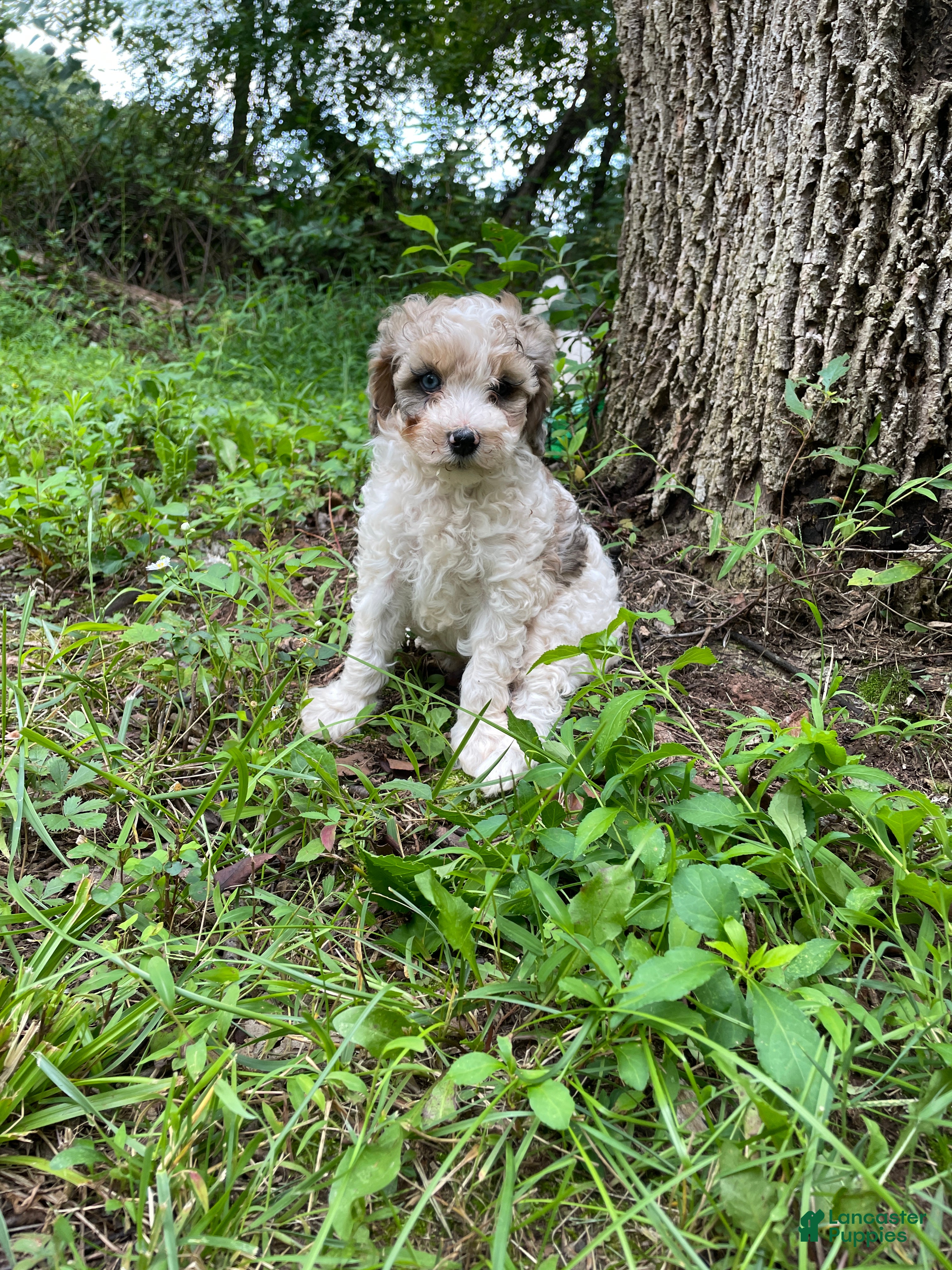 Mini Aussiedoodle dogs Bean  - Ad 2