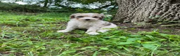 Mini Aussiedoodle dogs for sale: Bean  - Ad 2
