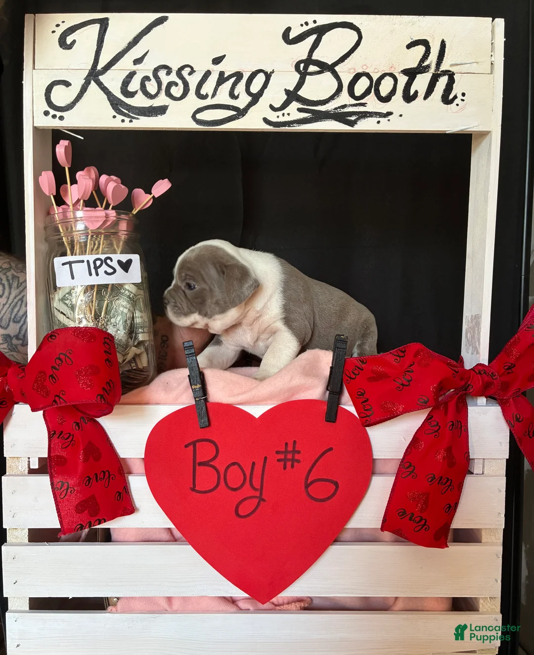 Olde English Bulldogge dogs for sale: Olde English Bulldogge Puppy 6 - Ad 7