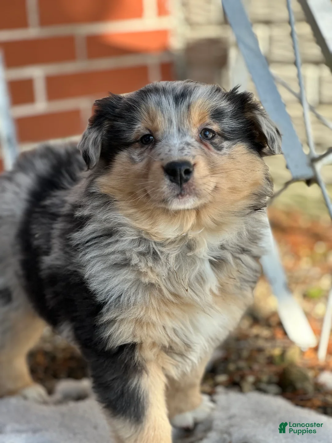 Australian Shepherd dogs for sale: Sage - Ad 4
