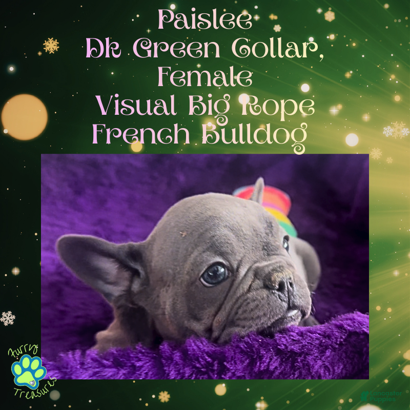 French Bulldog dogs Paislee “Dark Green” Collar, Female  - Ad 31
