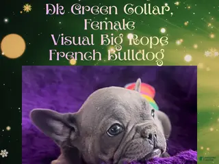 French Bulldog dogs Paislee “Dark Green” Collar, Female - Ad 31