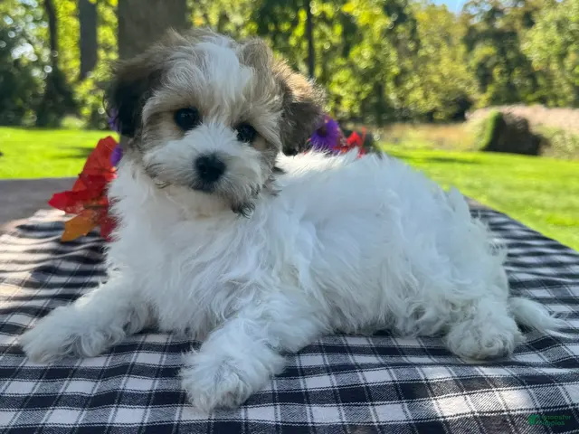 Havapoo dogs for sale: Belle - Ad 2