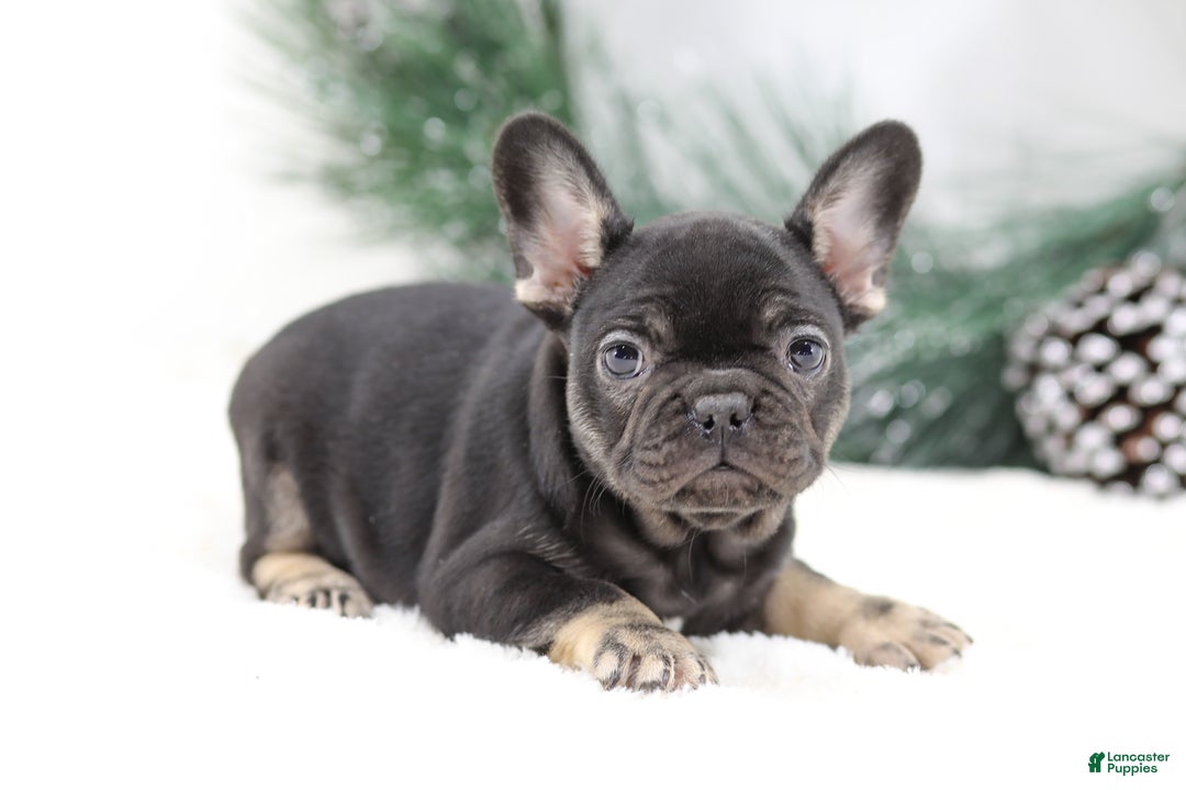 French Bulldog dogs for sale: Dora - Ad 2