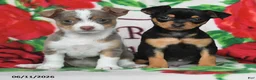 Chihuahua dogs for sale: Jasper - Ad 5