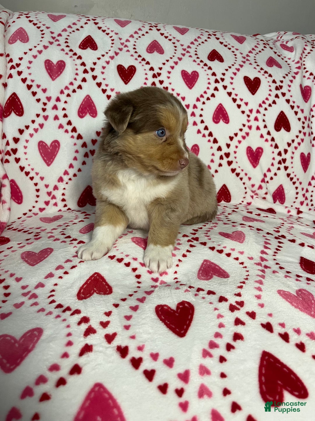 Australian Shepherd dogs for sale: Maxine - Ad 2